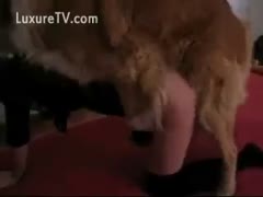 Golden Retriever has his way with a slender teen and bangs her from the rear 